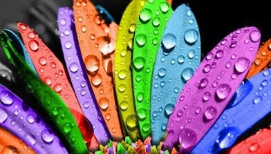 how to lose weight on the 6 petals diet